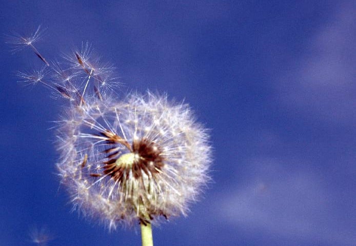 12 Tips on How to Deal with Allergies